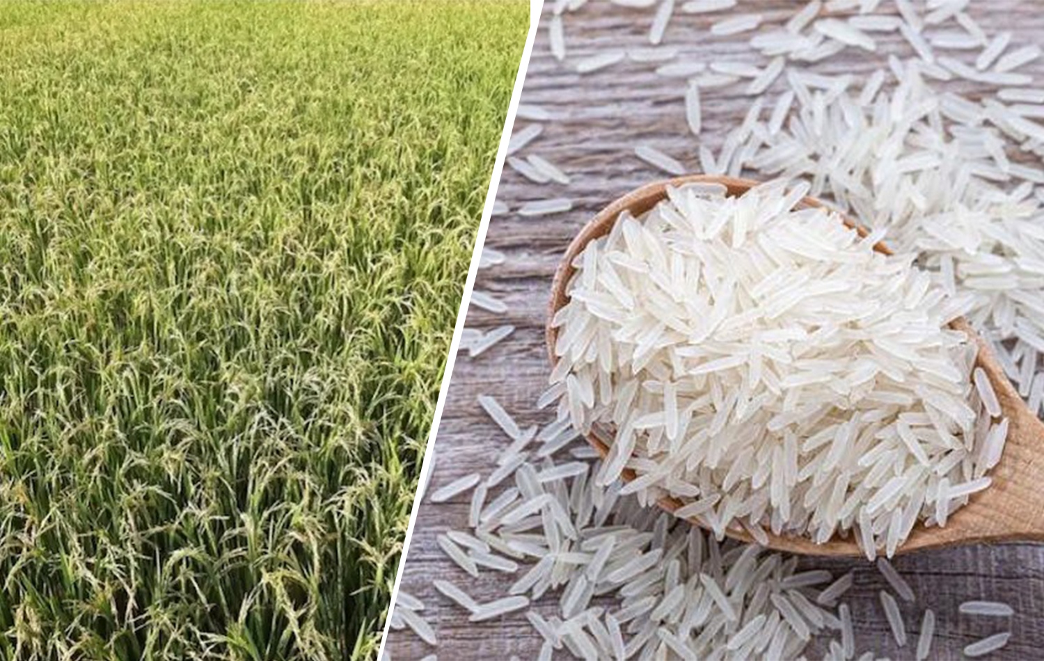 भारत की पहली जीनोम-संपादित चावल की किस्में ( कृषि क्षेत्र में नवाचार)