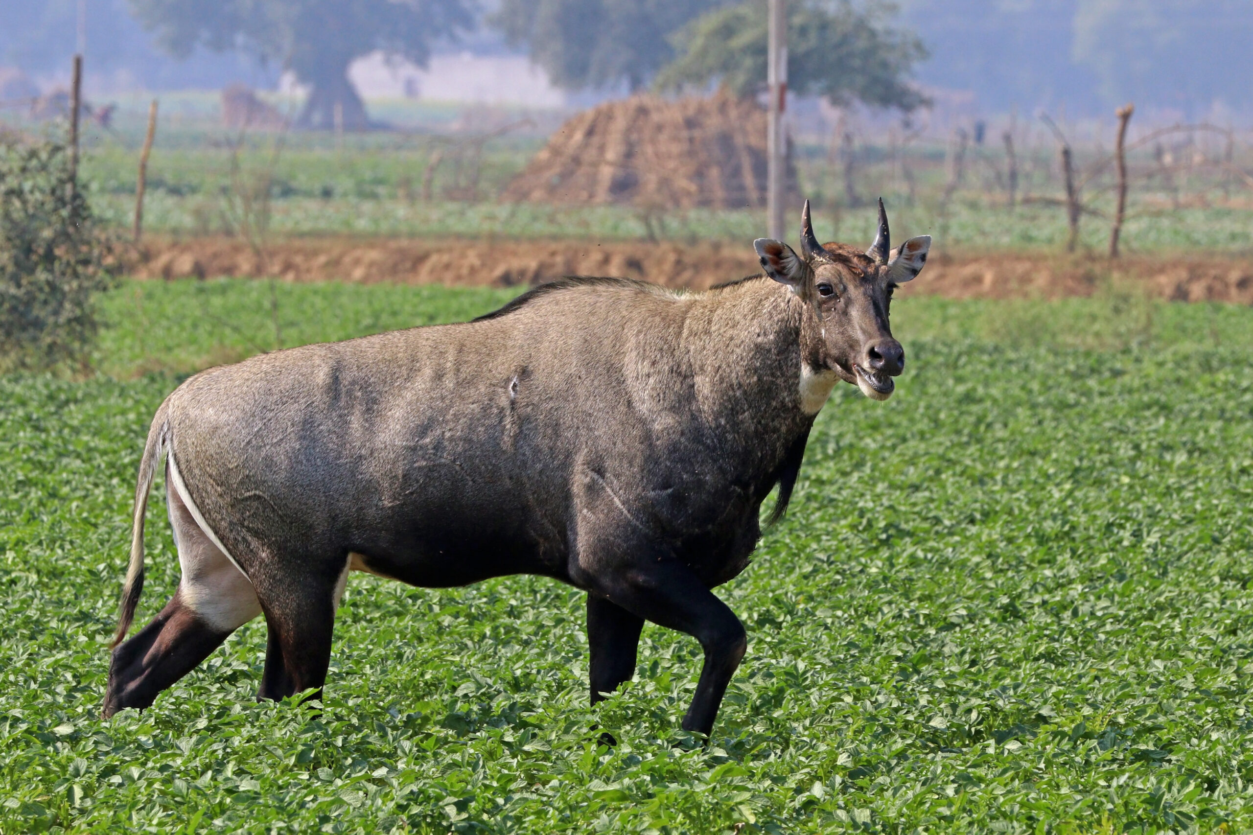 नील गाय