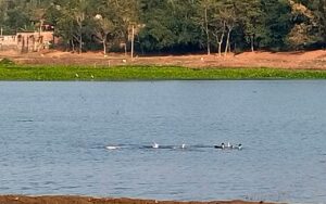 मणिका मन वेटलैंड : मुजफ्फरपुर