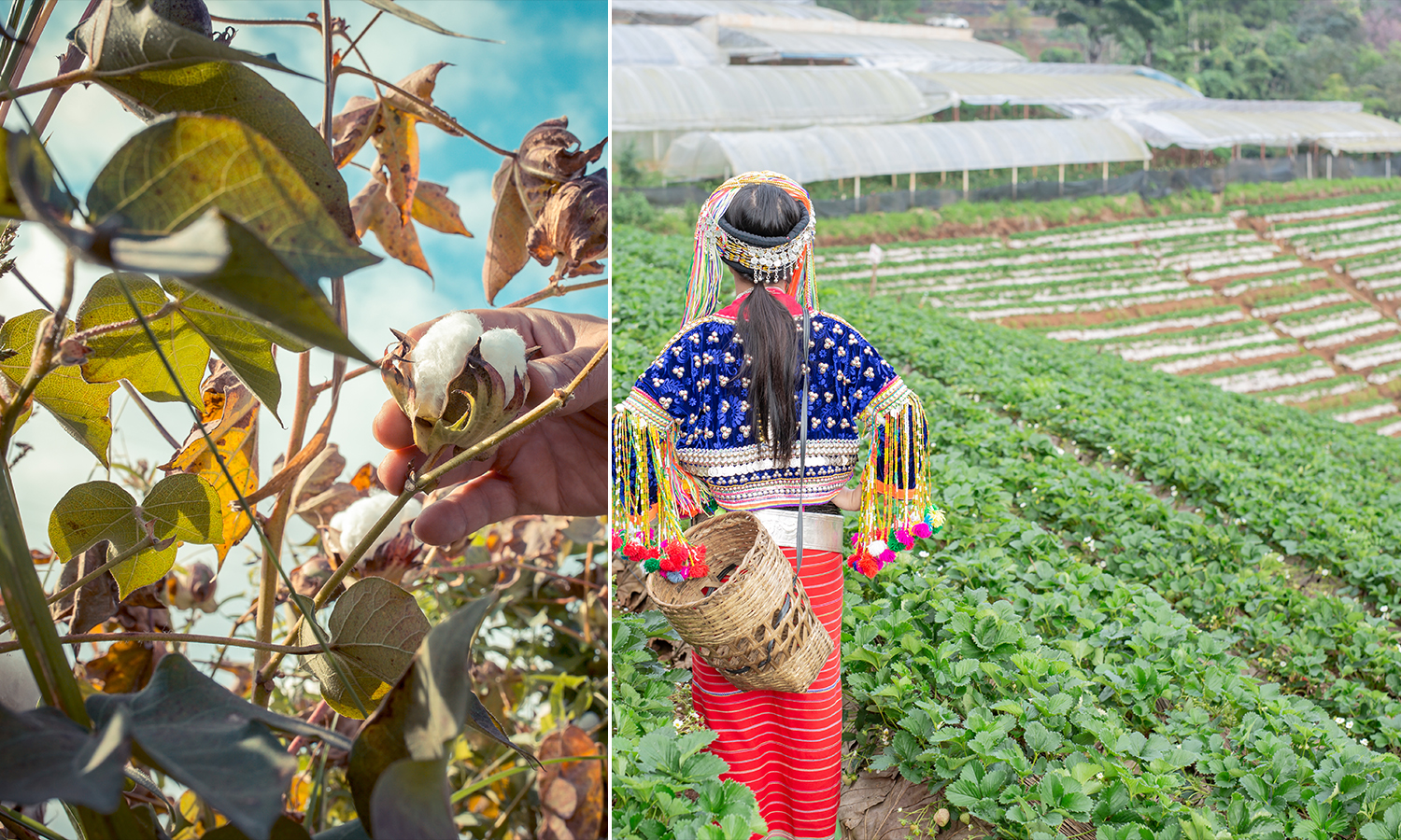 क्या भारत के कपास किसानों को जैविक खेती का जोखिम उठाना चाहिए?